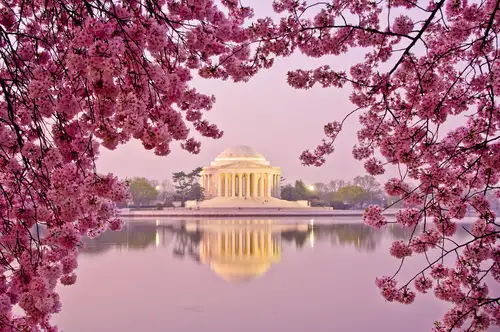 Dawn at the Jefferson Memorial during the Cherry Blossom Festival. Washington, DC